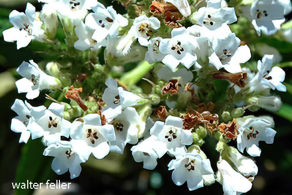 Photo of narrow-leaved yerba santa flower